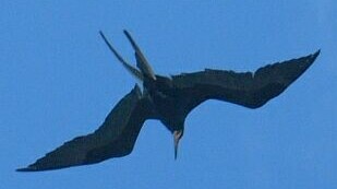 Magnificent Frigate birds are amazing flyers
