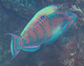 A Highfin Parrotfish is not a common sight.