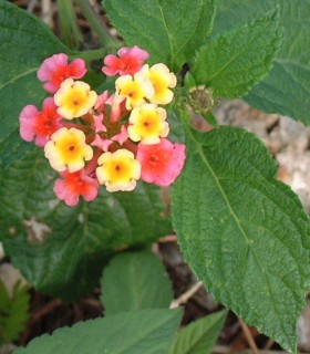 Lantana flowers can vary in color from red and crimson to orange, white or lilac.